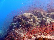 reefscape4.jpg