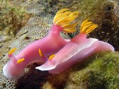 nudi_Hbulloki2.jpg