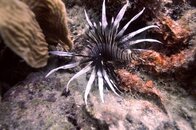 Curacao 100911 076.jpg