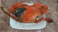 crab oyster.jpg
