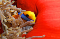 Egypt Red Sea  277.jpg