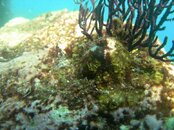 Nautilus Explorer - Sea Of Cortez 340.jpg
