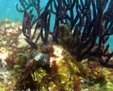 Nautilus Explorer - Sea Of Cortez 339.jpg