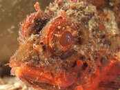 Red Scorpionfish web 10 16.jpg