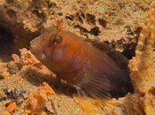 Blenny web 10 16.jpg