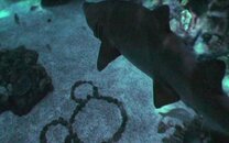 Shark.jpg