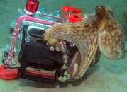 octo&camera1.jpg