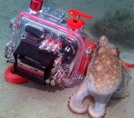 octo&camera2.jpg