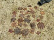 Crown of Thorns collected on Thursday Morning (2).jpg