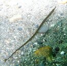 Pipefish4.jpg