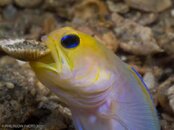 PHILRUDIN-AUGMASTR-1.JPG-1010728.jpg