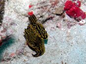 Blue Tang Capt Mike's and High Ledges Florida Regal Sea Goddesses.jpg