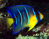 Queen+Angelfish+Juvenile.JPG