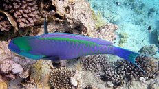 P1040565-vi.jpg