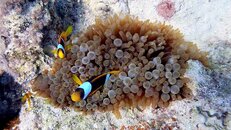 P1040588-vi.jpg