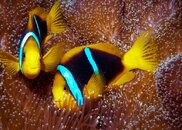 anemonefish-1.jpg