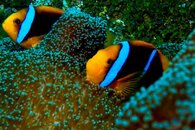 anemonefish-4.jpg