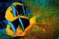 anemonefish-5.jpg