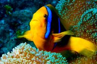 anemonefish-7.jpg