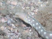 Blue Heron Bridge Sharptail Eel.jpg