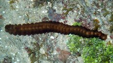 Mystery worm 1.jpg