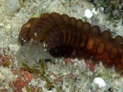 Mystery worm 2.jpg
