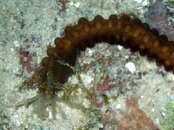 Mystery worm 3.jpg