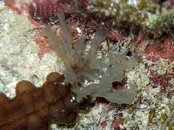 Mystery worm 4.jpg