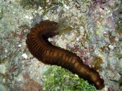 Mystery worm 5.jpg