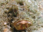 Blue Heron Bridge Plumed Scorpionfish.jpg