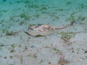 Blue Heron Bridge Yellow Stingray.jpg