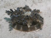 Blue Heron Bridge Mangrove Upsidedown Jelly.jpg