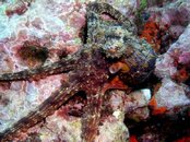 octopus.jpg