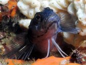 blenny.jpg