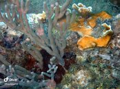Coral.jpeg