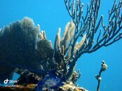 Coral 2.jpeg Coral 2.jpeg