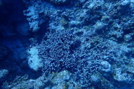 Dead Coral-1 Fish.JPG