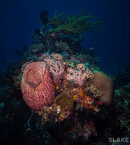 DSC00425-Edit.jpg