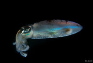 DSC01545-Edit.jpg