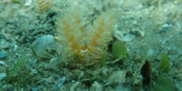 InvisibleShrimp.JPG