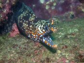 Izu Dragon Moray Eel.jpg