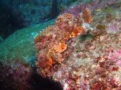 Izu Stonefish.jpg