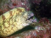 Izu Tiger Eel.jpg