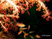 Izu Tree Coral Cardinal Fish.jpg