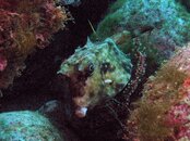 Izu Boxfish.jpg
