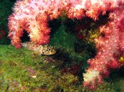Izu Tree Coral and fish.jpg