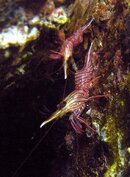 Izu Crustacean.jpg
