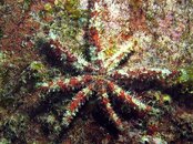Izu Spider Crab.jpg