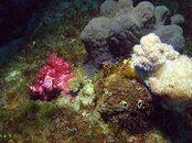 Izu Coral.jpg