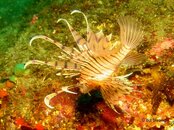 IzuLionfish.jpg